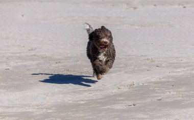 Kıvırcık neşe, İspanyol Su Köpeği, kumlu sahilde özgürce koşar.