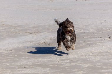 Kıvırcık neşe, İspanyol Su Köpeği, kumlu sahilde özgürce koşar.