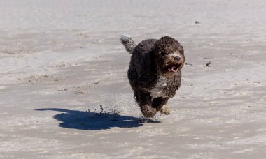 Kıvırcık neşe, İspanyol Su Köpeği, kumlu sahilde özgürce koşar.