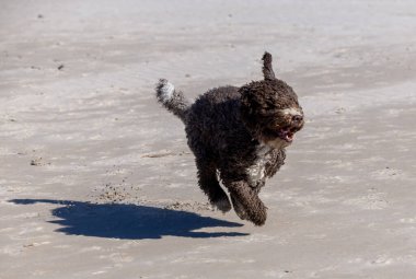 Kıvırcık neşe, İspanyol Su Köpeği, kumlu sahilde özgürce koşar.