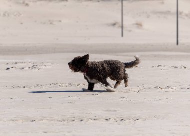 Kıvırcık neşe, İspanyol Su Köpeği, kumlu sahilde özgürce koşar.