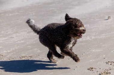Kıvırcık neşe, İspanyol Su Köpeği, kumlu sahilde özgürce koşar.