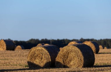 Saman balyaları batan güneş ışınlarının akşam ışığında