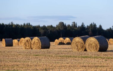 Saman balyaları batan güneş ışınlarının akşam ışığında