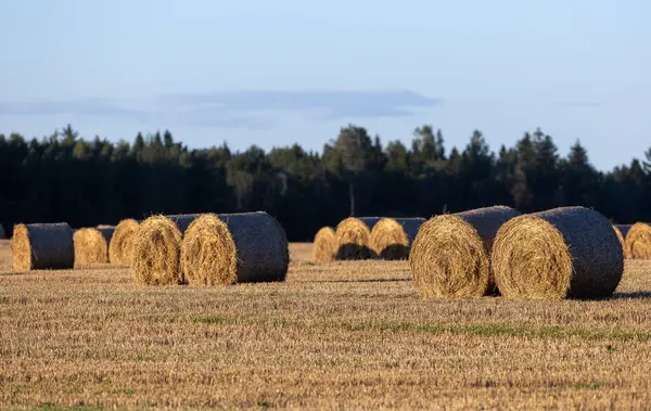 Saman balyaları batan güneş ışınlarının akşam ışığında