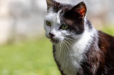 Beyaz Bıyıklı Evcil Kedi Portresi