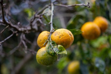 Ağaçta olgunlaşan vahşi portakallar