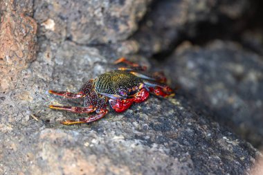  Madeira Kayalıklarında Renkli Yengeç