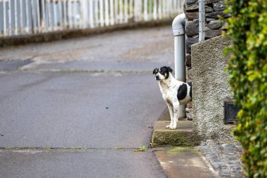  Madeira 'da Dikkatli Sokak Köpeği