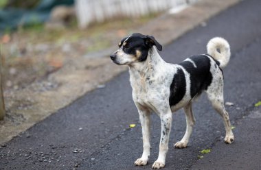  Madeira 'da Dikkatli Sokak Köpeği