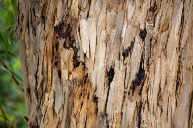 Madeira 'da Okaliptüs Kabuğu Kabuğu Soyuluyor