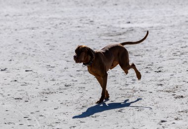 Neşeli Macar Vizsla Kumsalda Koşuyor