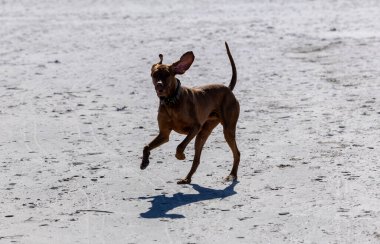 Neşeli Macar Vizsla Kumsalda Koşuyor