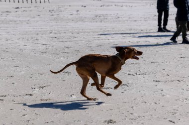 Neşeli Macar Vizsla Kumsalda Koşuyor