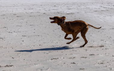 Neşeli Macar Vizsla Kumsalda Koşuyor
