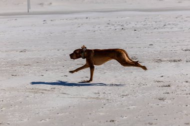 Neşeli Macar Vizsla Kumsalda Koşuyor