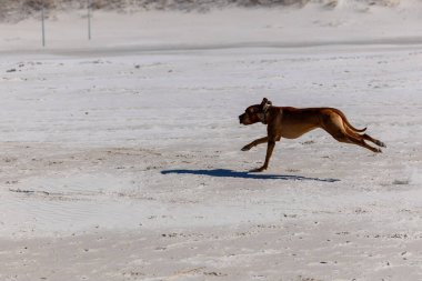 Neşeli Macar Vizsla Kumsalda Koşuyor