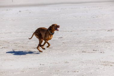 Neşeli Macar Vizsla Kumsalda Koşuyor