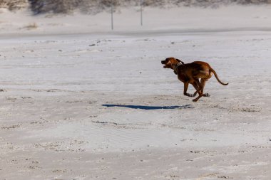 Neşeli Macar Vizsla Kumsalda Koşuyor