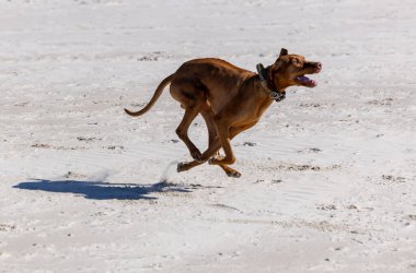 Neşeli Macar Vizsla Kumsalda Koşuyor