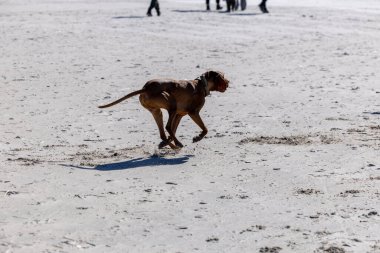 Neşeli Macar Vizsla Kumsalda Koşuyor