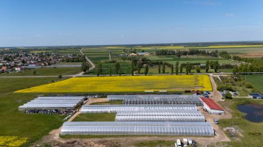 Kırsal Litvanya 'daki Josvainiu Çiçeği Modern Sera Çiçeği Çiftliği