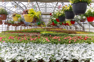 Hayat ve Renk Dolu Bir Serada Çiçek Uyumu