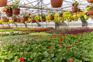 Hayat ve Renk Dolu Bir Serada Çiçek Uyumu