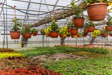 Hayat ve Renk Dolu Bir Serada Çiçek Uyumu