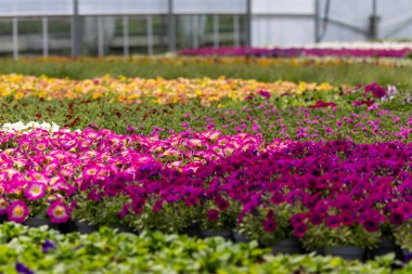 Kültürlü Güzellik: Doku ve Çiçek Serası