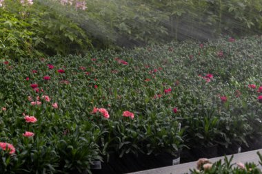 Kültürlü Güzellik: Doku ve Çiçek Serası