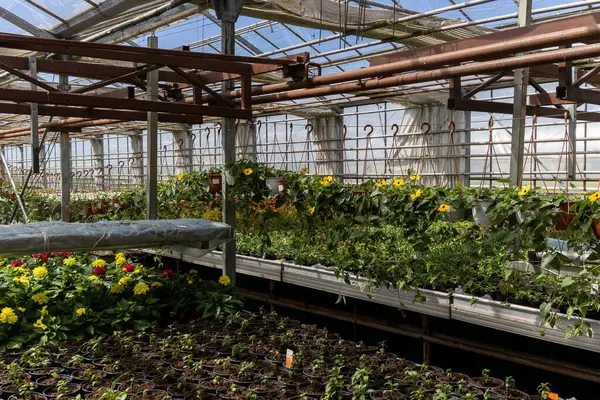 Kültürlü Güzellik: Doku ve Çiçek Serası