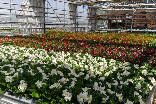 Kültürlü Güzellik: Doku ve Çiçek Serası