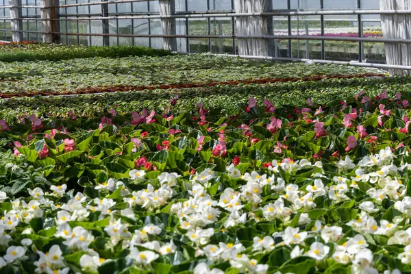 Kültürlü Güzellik: Doku ve Çiçek Serası