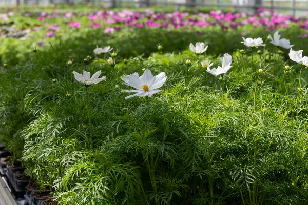 Kültürlü Güzellik: Doku ve Çiçek Serası