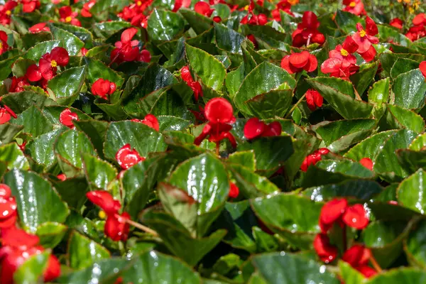 Kültürlü Güzellik: Doku ve Çiçek Serası