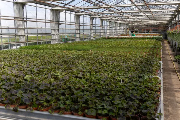 Kültürlü Güzellik: Doku ve Çiçek Serası