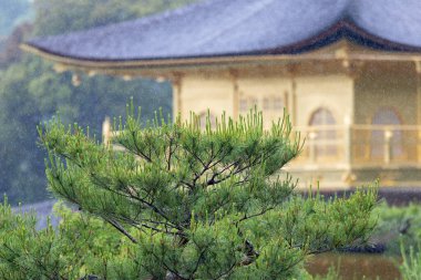 Kinkaku-ji Altın Tapınağı Yağmurda, Antik Japon Atmosferi
