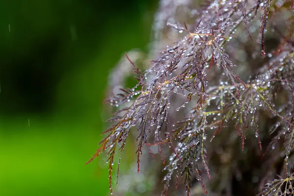 Bahçedeki Japon akçaağacının üzerine yağmur yağar