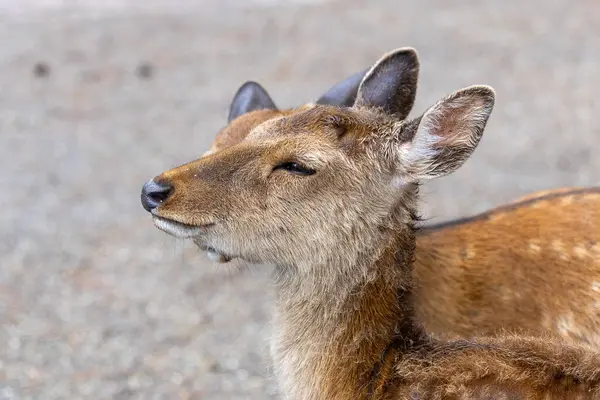 Japonya, Nara 'da Kutsal Sika Geyiği Portreleri
