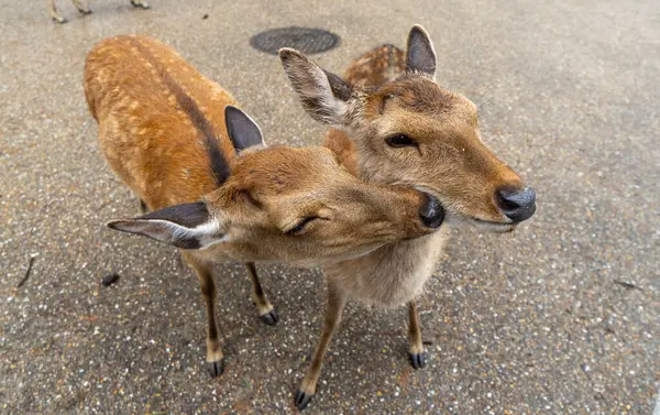 Japonya, Nara 'da Kutsal Sika Geyiği Portreleri