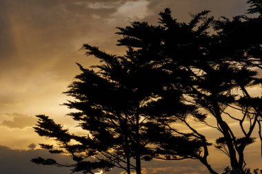 Karanlık siluetli ağaçların arkasında sıcak altın tonlarıyla dramatik bir günbatımı gökyüzü. Huzurlu bir akşam sahnesi. Arka planlar, rahatlama, doğa temaları ve atmosferik kavramlar için mükemmel..