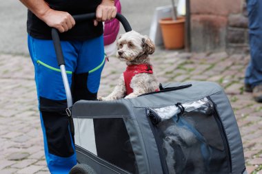 Cute dogs in strollers on French streets. Pet owners caring for their furry friends with style and comfort. Perfect for themes of urban lifestyle, travel, pets, and animal care