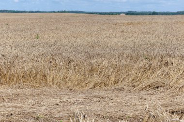 Şiddetli yaz rüzgârı ve yağmurdan sonra düzleştirilmiş ve hasar görmüş ekinlerle buğday tarlası. Tarımsal kayıplar, doğal hava koşulları ve kırsal bölgelerde hasat mevsimi