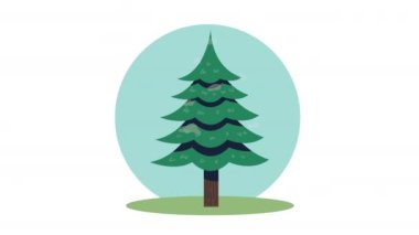 Çam ağacı bitkisi orman doğası, 4k video animasyonu