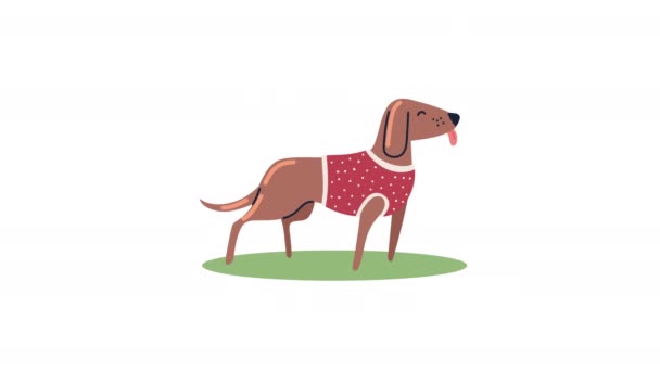 赤いシャツを着た可愛い犬 4Kビデオアニメ — ストック動画