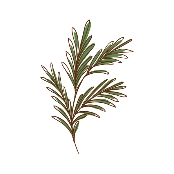Rosemary Leaves Flat Icon Isolated — Stock Vector