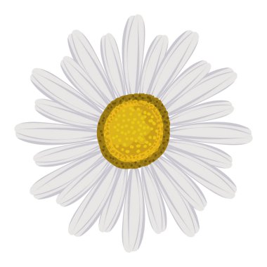 Papatya çiçeği simgesi izole