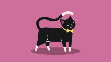 Sevimli kedi hayvan karakteri animasyonu, 4k video animasyonu