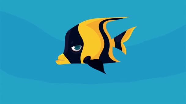 Ornamental Angel Fish Swiming Sealife Animation Video Animated — Vídeo de Stock